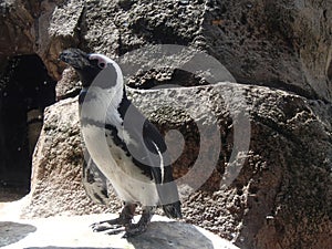 Penguin fun