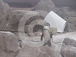 Penguin fun