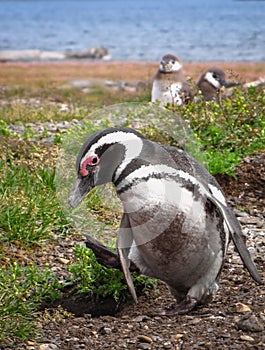Penguin with funny wobbly walk