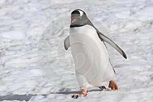 Penguin, cute Gentoo Penguin - Pygoscelis papua, waddling on snow on Antarctic  Peninsula