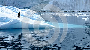 Penguin - gentoo penguin - Pygoscelis papua - drifting on ice floe in Southern Ocean in beautiful Paradise Bay, Antarctica