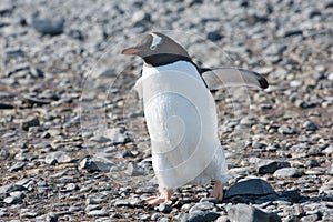 Penguin - gentoo penguin - Pygoscelis papua - waddling to beach in Antarctica