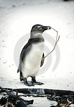 Penguin getting ready to make a nest