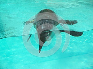 Penguin goes swimming and diving - photo taken in the cross view