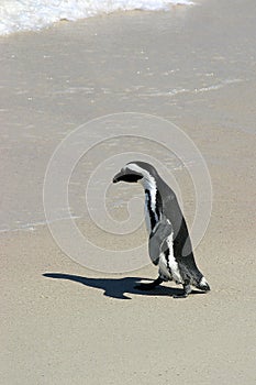 Penguin going for a swim