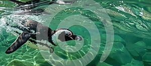 Penguin Gracefully Swimming in Water