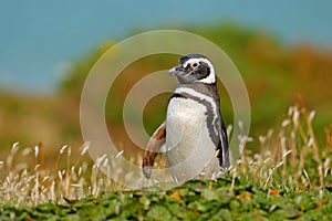 Penguin in grass, funny image in nature. Falkland Islands. Magellan penguin in the nature habitat. Summer day in the nature, green