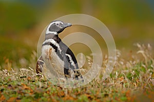 Penguin in grass, funny image in nature. Falkland Islands. Magellan penguin in the nature habitat.