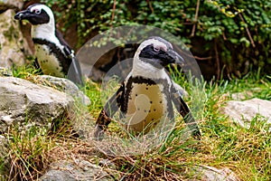 Penguin in the grass and rocks. Looking left of camera. 2nd penguin visible in background