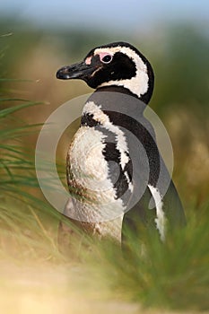 Penguin in the green evening grass, Magellanic penguin, Spheniscus magellanicus, black and white water bird in the nature photo