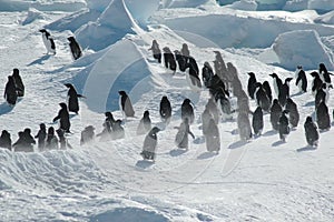 Penguin group