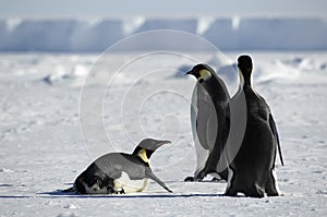 Penguin group in Antarctica