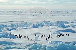 Penguin group in icescape