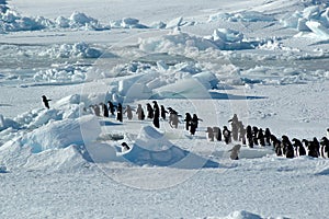 Pinguino gruppo capo 