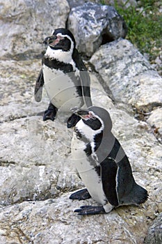 Penguin gumbolt bird vertebrate the-point
