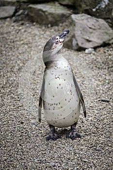 Penguin having a stroll