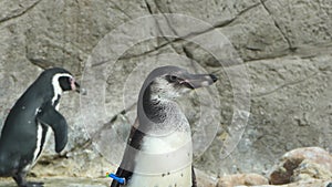 Penguin head close-up, penguin looking at the camera, forward movement, 4K