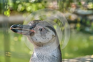 Penguin head. The little penguin is close in the frame.