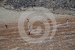 Penguin Highway on Paulet Island