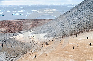 Penguin Highway on Paulet Island