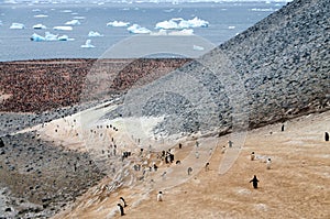 Penguin Highway on Paulet Island