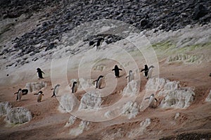 Penguin Highway on Paulet Island