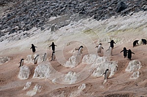 Penguin Highway on Paulet Island