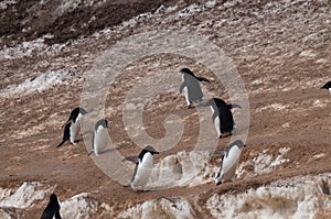 Penguin Highway on Paulet Island