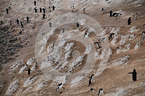 Penguin Highway on Paulet Island