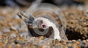 Penguin in a hole. Funny picture. Argentina. Peninsula Valdes.