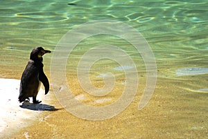 Penguin on holidays - Sand and water background