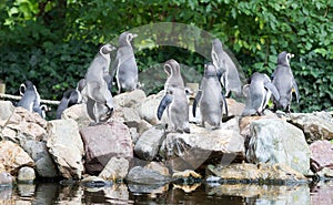 Penguin Humboldt colony