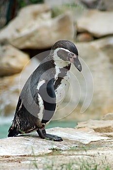 Penguin Humboldt - Spheniscus humboldti