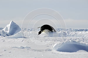 Penguin hurdle race