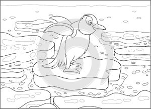 Penguin on an ice floe