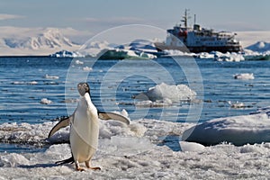 Pingüino glaciar cruz barco Antártida 