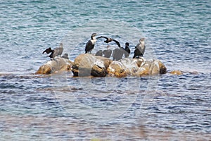 Penguin Island outside of Cape Town South Africa