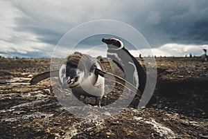 A penguin island in south america