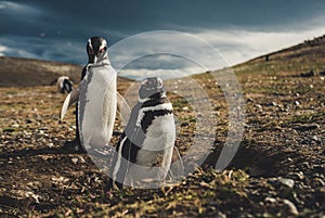 A penguin island in south america