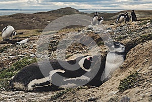 A penguin island in south america