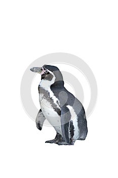 Penguin isolated