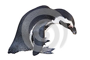 Penguin Isolated on White