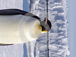 Penguin IV