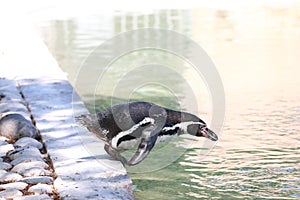 Penguin jumping