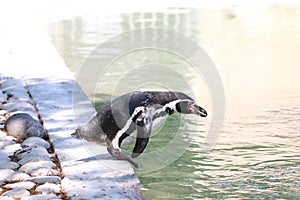 Penguin jumping