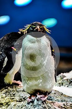 A penguin with a large head and yellow eyes stands on a rock