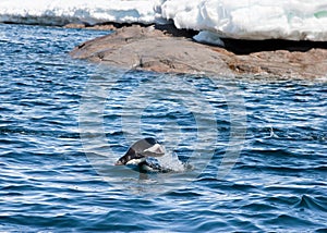 Penguin leaping out of water
