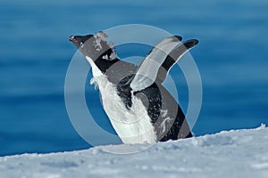 Penguin, learn to fly!