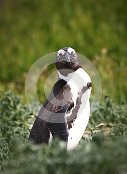 Penguin looking at camera