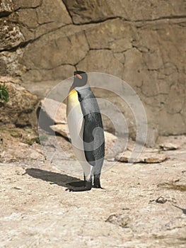 Penguin looking at camera